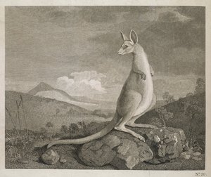 An Animal Found on the Coast of New Holland called Kangaroo