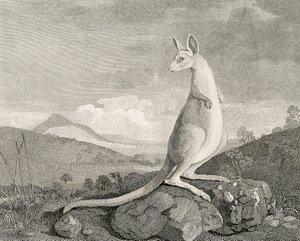 An animal found on the coast of New Holland, called Kanguroo, c.1773