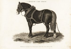 English Cart Horse or Shire Draught Horse