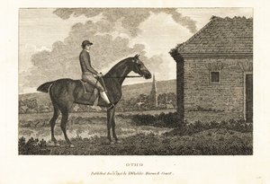 Portrait of the thoroughbred racehorse Otho