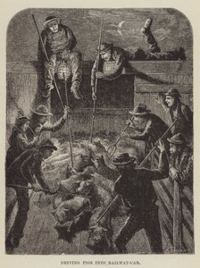 Driving Pigs into Railway Car