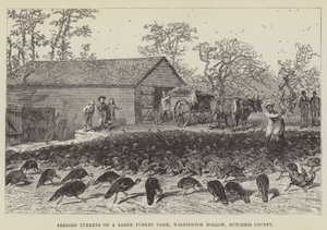 Feeding Turkeys on a Large Turkey Farm, Washington Hollow, Dutchess County
