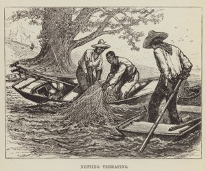 Netting Terrapins by George Augustus Sala