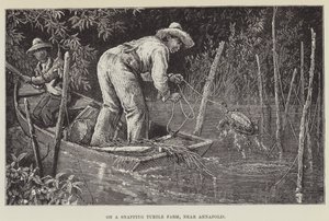 On a Snapping Turtle Farm, Near Annapolis by George Augustus Sala