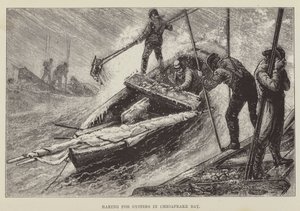 Raking for Oysters in Chesapeake Bay by George Augustus Sala