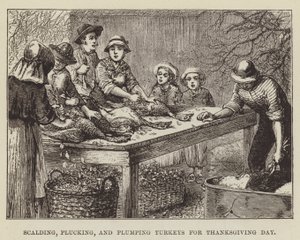 Scalding, Plucking, and Plumping Turkeys for Thanksgiving Day