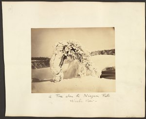 A Tree Above the Niagara Falls