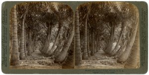 Avenue of coconut palms, Florida, USA, 1891