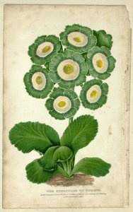 The Conqueror of Europe (Auricula) by George Baxter