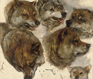 Studies of Huskies