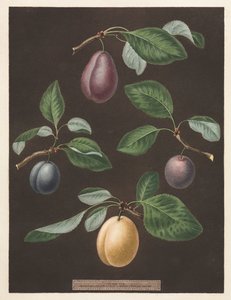 Pomona Britannica: No. 17 - Plums by George Brookshaw