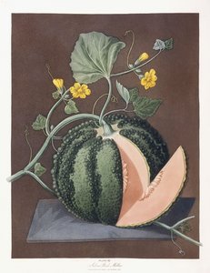 Silver Rock Melon by George Brookshaw