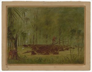 A Fight with Peccaries - Caribbe by George Catlin