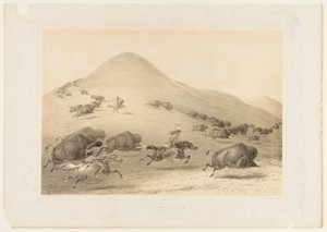 Buffalo Hunt, Chase--no. 6