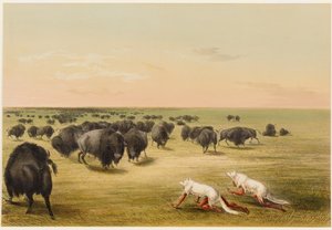Buffalo Hunt, Under the White Wolf Skin by George Catlin