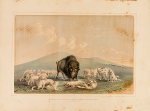 Buffalo Hunt, White Wolves Attacking a Buffalo Bull by George Catlin