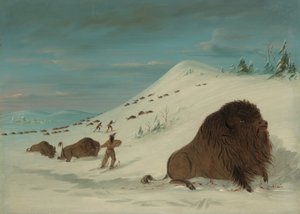 Buffalo Lancing in the Snow Drifts - Sioux