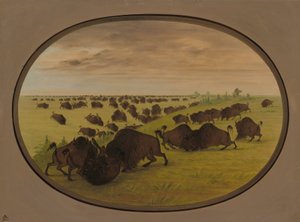 Bulls Fighting by George Catlin