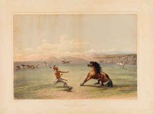 Catching the Wild Horse--no. 4 by George Catlin