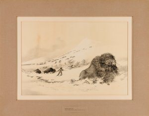 Dying Buffalo