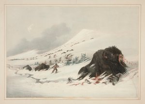 Dying Buffalo Bull, in Snow Drift, plate 17 from the North American Indian Portfolio by George Catlin