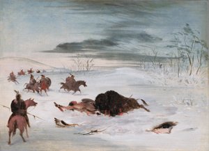 Dying Buffalo Bull in a Snowdrift