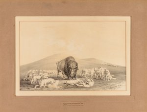 White Wolves Attacking Old Buffalo by George Catlin