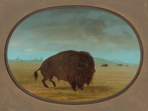 Wounded Buffalo Bull, 1861-1869 by George Catlin