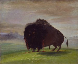 Wounded Buffalo, Strewing His Blood over the Prairies by George Catlin