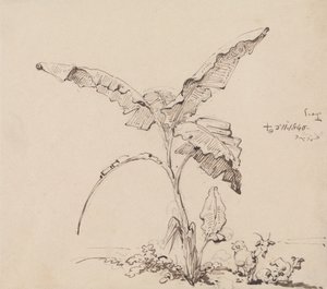 Goats Beneath a Banana Tree by George Chinnery