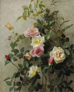 Roses on a Wall