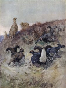 Illustration for The Story of a Red Deer by George Denholm Armour