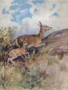 Illustration for The Story of a Red Deer