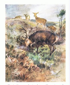 Plunging his great antlers into the ground he tore it up by George Denholm Armour