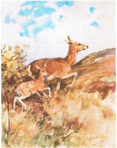Tawny Turned and Fled, Urging Rusty to Follow Her