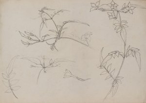 Botanical Drawing
