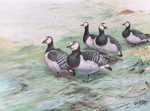 Barnacle Geese