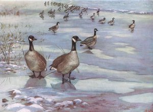 Canada Geese