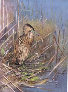 European Bittern
