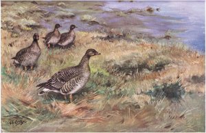 Forest Bean Goose