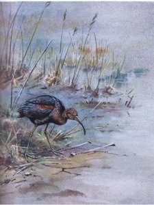 Glossy Ibis