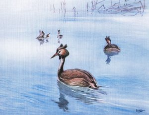 Great Crested Grebe