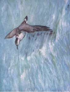 Great Shearwater