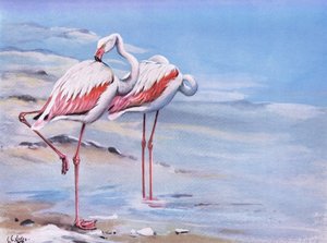 Greater Flamingo