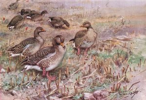 Grey Lag Geese