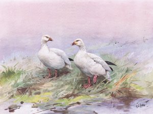 Lesser Snow Goose