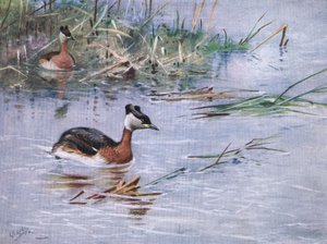 Red Necked Grebe
