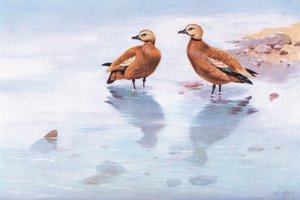 Ruddy Sheld Ducks