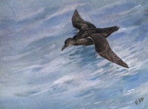 Sooty Shearwater