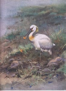 Spoonbill